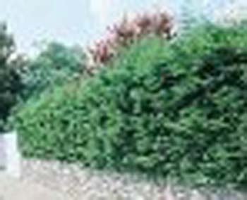 sm_cupressocyparis leylandii