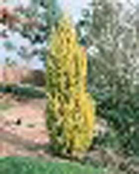 sm_cupressus macrocarpa ´golden pillar´