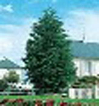 sm_cupressus macrocarpa