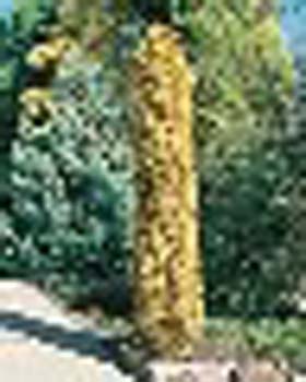 sm_cupressus sempervirens ´swane´s golden´