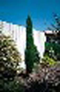 sm_cupressus sempervirens ´totem´