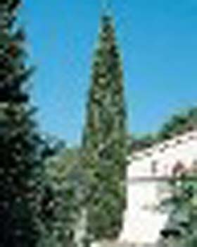 sm_cupressus sempervirens sancorey
