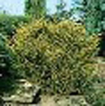 sm_juniperus chinensis ´plumosa aurea´