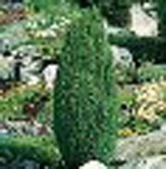 sm_juniperus communis ´compressa´