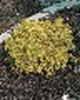 sm_juniperus communis ´depressa aurea´