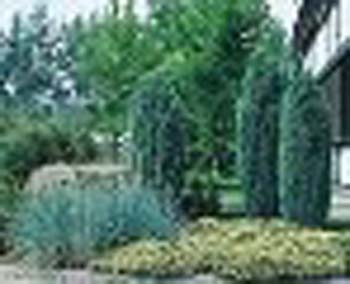sm_juniperus communis ´hibernica´