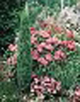 sm_juniperus communis ´sentinel´