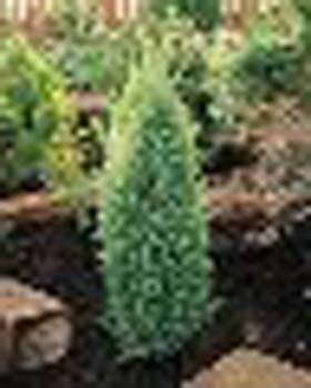 sm_juniperus communis ´suecica´