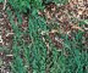 sm_juniperus horizontalis ´emerald spreader´
