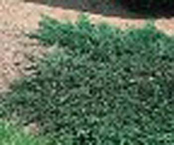 sm_juniperus horizontalis ´wiltonii´
