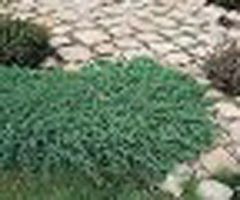 sm_juniperus procumbens ´nana´