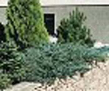 sm_juniperus sabina ´blue danube´