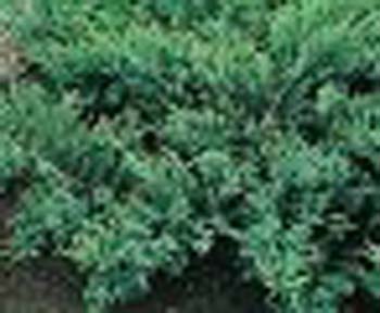 sm_juniperus sabina ´rockery gem´