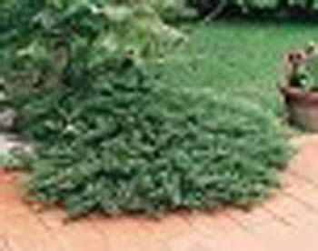 sm_juniperus sabina ´tamariscifolia´