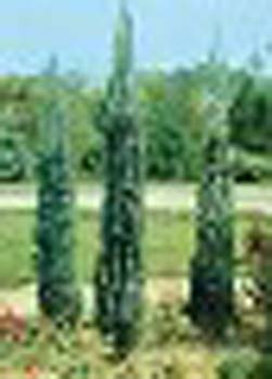 sm_juniperus scopulorum ´skyrocket´