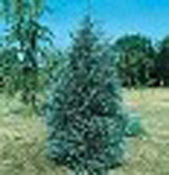sm_juniperus scopulorum ´springbank´