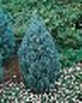 sm_juniperus scopulorum ´wichita blue´