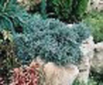 sm_juniperus squamata ´blue star´