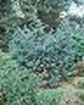 sm_juniperus squamata ´meyeri´