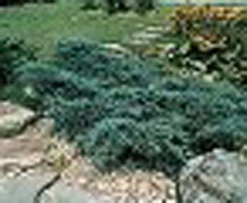 sm_juniperus virginiana ´blue arrow´