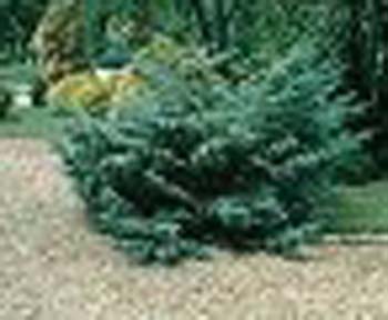 sm_juniperus x media ´hetzii´