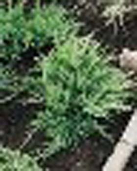 sm_juniperus x media ´mint-julep´