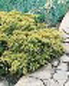 sm_juniperus x media ´old gold´
