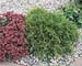 Chamaecyparis pisifera ´Filifera Aurea´