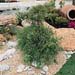 Chamaecyparis pisifera ´Filifera´