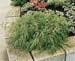 Chamaecyparis pisifera ´Nana´