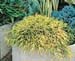 Chamaecyparis pisifera ´Sungold´