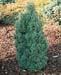 Chamaecyparis thyoides ´Red Star´