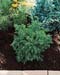 Cryptomeria japonica ´Elegans Nana´