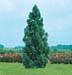 Cryptomeria japonica