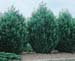 Cupressocyparis Leylandii Herculea ® ´Miniver´
