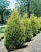 Cupressocyparis leylandii ´Castlewellan Gold´