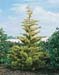 Cupressocyparis leylandii ´Gold Rider´