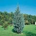 Cupressus arizonica ´Fastigiata´