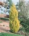 Cupressus macrocarpa ´Golden Pillar´