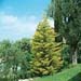 Cupressus macrocarpa ´Lutea´