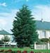 Cupressus macrocarpa