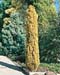 Cupressus sempervirens ´Swane´s Golden´