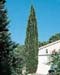 Cupressus sempervirens Sancorey