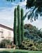 Cupressus sempervirens