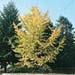 Ginkgo biloba