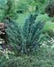 Juniperus X media ´Blaauw´