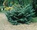 Juniperus X media ´Hetzii´