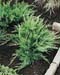 Juniperus X media ´Mint-Julep´