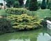 Juniperus X media ´Pfitzeriana Aurea´