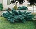 Juniperus X media ´Pfitzeriana Glauca´